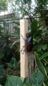 สตาป1ตัวของศึกษาความรู้ แถมตะขอเกลียวเพื่อแขวนโชว์ของใหม่โปรโมชั่นไปเลย