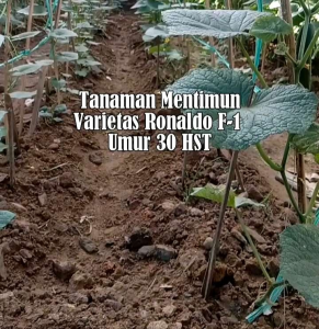 BIJI | BENIH TIMUN JEPANG RONALDO F1 (REPACK)