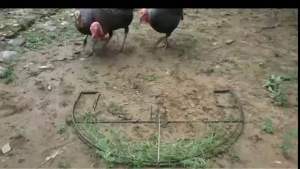 mẹt bẫy chim săn gà