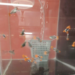 (tuxedo koi sb)红头短身