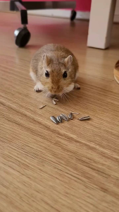 KUACI KEMASAN 100 GRAM - KWACI PAKAN HAMSTER & BURUNG