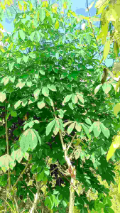 BIBIT SINGKONG KARET 5 BATANG DARI KEBUN SENDIRI
