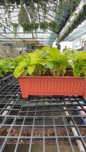 ถุง 50.7 ซม. 5 สี กระถางพลาสติก กระบะปลูกผักสวนครัว กระถางต้นไม้พลาสติก