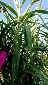 อ้อยไข่ อ้อยไข่ปลา แถมดอกให้ชิม ทุกออเดอร์​คะ ของแท้ 100 % (ท่อนพันธุ์)​  อ้อยกินดอก  ตัดสดท่อนละ 2-3 ข้อตา พืชทนแล้ง ของแท้ 100% ของมันต้องมี  รสชาติกินอร่อย อ้อยไข่ปลา ราคา - Lazada