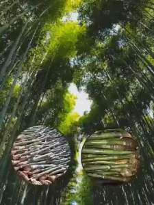 Giant Bamboo Cuttings- Dendrocalamus Asper