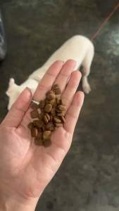 🔥 Prowild 🔥 อาหารสุนัขทุกสายพันธุ์ (3 กก.) เป็นถูกที่สุด