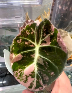 Alocasia Variegated Black Velvetไม้เนื้อเยื่อขนาดเล็กด่างแล้วลุ้นติดสีโทนส้มชมพูพีทพร้อมปลูก