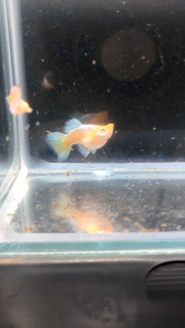 （孔雀鱼）白化黄金短身体 1对 (Guppy) Albino Golden Short-bodied 1 pair