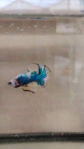 Haftmoon Plakat Betta Fish - Yellow Fancy
