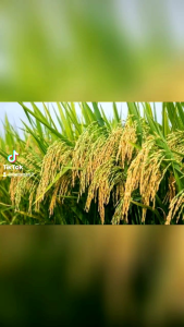 phân bón lá Organic D1 ra rễ nở bụi  tiết kiệm phân bón biến vàng thành xanh