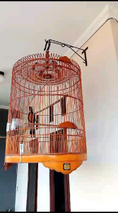 Burung Murai Batu Pastol Atau Dewasa Sudah Bunyi