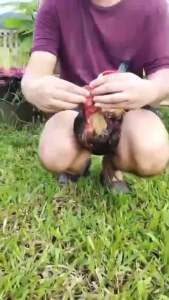 มงคลสำหรับไก่ชน 1 คู่ สำหรับกีฬาไก่ชน