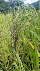 Bibit Ketan Hitam Umur Pendek Terbaru 1 kg