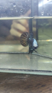 HMPK ALIEN COPPER BETTA FISH