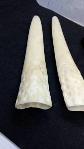 once klokotan tulang kerbau model taring istimewa Fs119