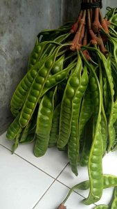 pete super patik dadakan 10 papan / lonjor