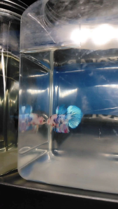 (Same as photo) Multi Metallic Betta Fish Ikan Laga Show Gred Size M Blue Red White Fins