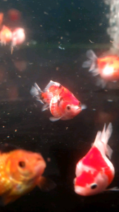 Calico Pearlscale /Tricolor Ping Pong Goldfish/Ornamental fish/Freshwater/Readystock