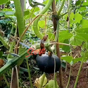 (-+12 butir) Benih labu kabocha hijau jepang import [kemasan pabrik]