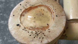 สมุนไพรกำจัดมอด แมลง มด ปลวก