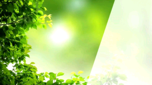 Neo Herbs Anti Diabetic (Immune Booster Supplement) 60 Capsules Per Bottle