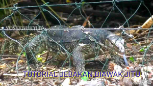 Jerat & Perangkap Biawak Sangat Ampuh