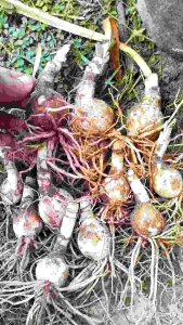 ว่าน 4 ทิศ สีโอรส ไม้ประดับมงคล 5 หัวคละไซส์ 69 บาท