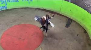 ไข่ไก่ชน เจ้าตอปิโด แม่นตาพิเศษ