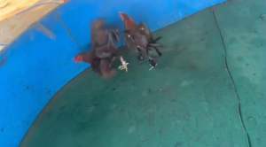 ไข่ไก่ชนพม่า เจ้าอาก้า จอมเตะเเข้งหน้าจัด