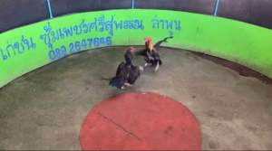 ไข่ไก่ชนพม่า เยียร์สุวรรณ + เขาลือลั่น ม้าล่อ แข้งคม