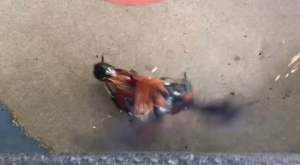 ไข่ไก่ชนพม่า มหานคร+เสือดำ  ม้าล่อรำวงแข้งหน้าหวังผลได้เลย