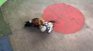 ไข่เชื้อไก่ชนพม่า ปลาเงิน+พายุน้อย สายเลือดโกวเซ้มฟาร์ม 100%