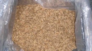 Jinten Utuh 1kg / Cumin / Jintan / Bumbu Rempah HAFASA