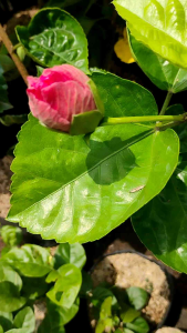 Sindo - Hibiscus rosa-sinensis L aptivating Beauty and Vibrant Blooms for Your Garden