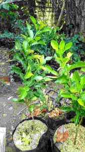 Bibit Tanaman Jeruk Purut: Kebutuhan Pertanian & Rumah Tangga