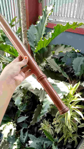 Tongkat Lambean Kayu Nogosari: Meningkatkan Stamina dan Kesehatan