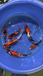 Japan Showa & Sanke 35cm from Isa Farm RM688 per koi + shipping RM50