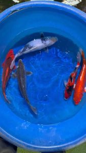 Japan koi import 45cm from Marusei Farm  5pcs Hand Picked Set RM4388 + shipping RM150 ( showa  soragoi aka matsuba shiro utsuri  orenji )