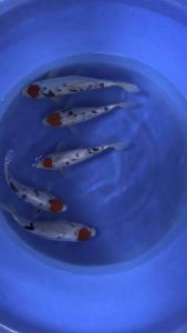 Japan Tancho Sanke 28cm from Marudo Farm  RM980 per koi + shipping RM50 ( high grade )