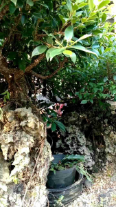 Bonsai Kimeng Prospek sesuai gambar Bonsai Kimeng Untuk Dekorasi Bonsai Kimeng Ukuran Berbeda - Lazada