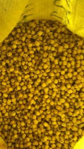 Hạt sen sấy giòn ăn liền hộp 500g