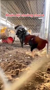 B12-10500 Thuốc nuôi gà tơ và Gà đá Tăng bo khủng Sung hừng cự mạnh - hủ 100 viên