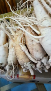 Sâm Hàn Quốc 6 củ/Kg