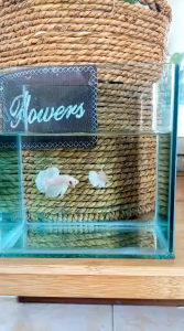 Hmpk Betta platinum white breeding pair ready breed and full eggs nice quality