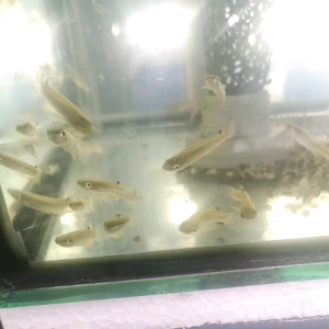 5 & 10 PIECES PACKAGE /BLUE PANCHAX KILLIFISH/LIVE FISH /IKAN HIASAN /ORNAMENTAL FISH /AQUARIUM NEED /READY STOCK Panchax Killifish - Lazada