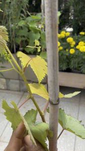 วัคซีนพืชกำจัดเชื้อรา แบคทีเรีย และกำจัดเพลี้ย ออแกนิค 100% - Immu Guard