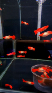 🔥CKH Aquatic🔥Albino Kohaku Guppy