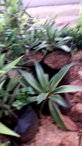 Bibit tanaman damar/Bibit pohon damar