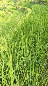 Benih padi putih pulen jenis cupat manggu 1 kg