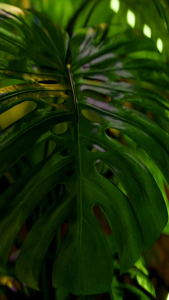 MYKONOS Hawaiian Crush 50ml Extrait de Parfum